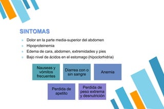 SINTOMAS
» Dolor en la parte media-superior del abdomen
» Hipoproteinemia
» Edema de cara, abdomen, extremidades y pies
» Bajo nivel de ácidos en el estomago (hipoclorhidria)
Nauseas y
vómitos
frecuentes
Diarrea con o
sin sangre
Anemia
Perdida de
apetito
Perdida de
peso extrema
y desnutrición
 