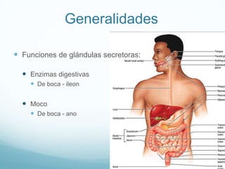 GeneralidadesFunciones de glándulas secretoras:Enzimas digestivasDe boca - ileonMocoDe boca - ano