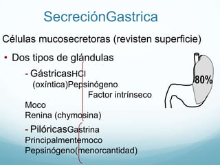 Formaciónysecreción de SalivaDos fases: