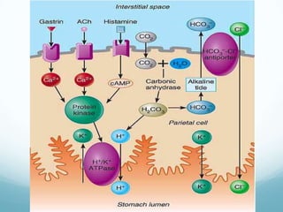 Al pasarpor los conductos se modificaFigure 64-2; Guyton & Hall