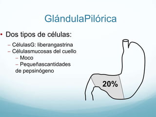 K+       	-   7 x plasma 	(30 mEq/L)