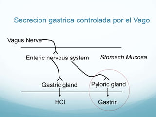  Los niveles de HCO-3siguenaumentados