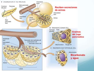 Secreciónde saliva disminuyedurante el sueño
