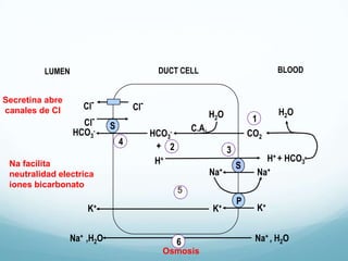 Nucleossalivales sup/inf
