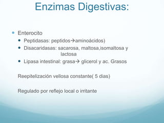 Responde a señales del área del gusto y olfato de la corteza cerebralo amígdalaProtuberancia