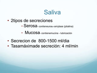 Glándulaoxíntica: secretorade ácidoypepsinógeno