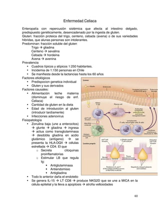   40	
  
Enfermedad Celiaca
Enteropatía con repercusión sistémica que afecta al intestino delgado,
predispuesto genéticamente, desencadenado por la ingesta de gluten.
Gluten: fracción proteica del trigo, centeno, cebada (avena) o de sus variedades
hibridas, que alunas personas son intolerantes.
Predominan: fracción soluble del gluten
Trigo à gliadina
Centeno à sevalina
Cebada à hordeina
Avena à avenina
Prevalencia
• Cuadros típicos y atípicos 1:250 habitantes.
• Incidemia de 1:150 personas en Chile
• Se manifiesta desde la lactancias hasta los 60 años
Factores etiológicos
• Predispocion genetica individual
• Gluten y sus derivados
Factores causales:
• Alimentación leche materna
(disminuye el riesgo de enf.
Celiaca)
• Cantidad de gluten en la dieta
• Edad de introducción al gluten
(introducir tardíamente)
• Infecciones adenovirus
Fisiopatología
• Zonulina baja (une a enterocitos)
à glunte à gliadina à ingresa
à actua como transglutaminasa
à desdobla gliadina en acdio
glutámico (antígeno) à se
presenta la HLA-DQII à células
estrellada à CD4. El que
o Secreta citoquinas
proinflamatorias
o Estimular LB que regula
Ig:
§ Antiglutaminasa
§ Antiendomisio
§ Antigliadina
• Todo lo anterior daña el endotelio
• Se genera IL-15 à LT CD8 à produce NKG2D que se une a MICA en la
célula epitelial y la lleva a apoptosis à atrofia vellosidades
 