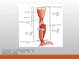 *Trastornos de motilidad esofágica mas
importantes suelen afectar los 2/3
inferiores del esófago.
 