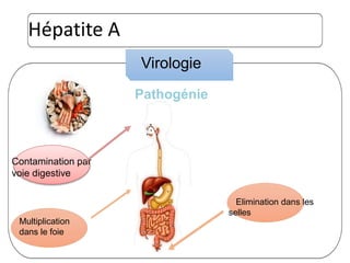 Hépatite A
Contamination par
voie digestive
Multiplication
dans le foie
Elimination dans les
selles
Pathogénie
Virologie
 