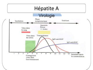 Hépatite A
Virologie
 