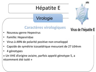 Caractères virologiques
• Nouveau genre Hepevirus
• Famille: Hepeviridae
• Virus à ARN de polarité positive non enveloppé
• Capside de symétrie icosaédrique mesurant de 27 à34nm
• 4 génotypes
« Un VHE d’origine aviaire, parfois appelé génotype 5, a
récemment été isolé »
Hépatite E
Virologie
 