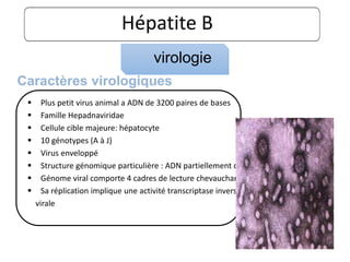 Hépatite B
 Plus petit virus animal a ADN de 3200 paires de bases
 Famille Hepadnaviridae
 Cellule cible majeure: hépatocyte
 10 génotypes (A à J)
 Virus enveloppé
 Structure génomique particulière : ADN partiellement double brin ouvert
 Génome viral comporte 4 cadres de lecture chevauchants
 Sa réplication implique une activité transcriptase inverse de la polymérase
virale
Caractères virologiques
virologie
 