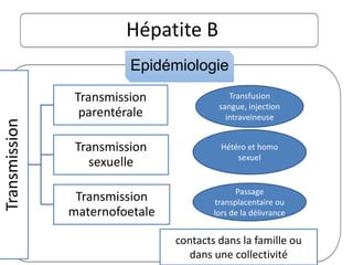 Transmission
Transmission
parentérale
Transmission
sexuelle
Transmission
maternofoetale
Transfusion
sangue, injection
intraveineuse
Hétéro et homo
sexuel
Passage
transplacentaire ou
lors de la délivrance
Hépatite B
Epidémiologie
contacts dans la famille ou
dans une collectivité
 