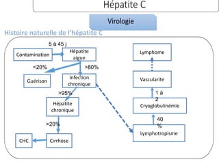 Histoire naturelle de l’hépatite C
Contamination
Hépatite
aigue
Guérison
Infection
chronique
Hépatite
chronique
Cirrhose
CHC
Lymphome
Vascularite
Cryoglobulinémie
Lymphotropisme
<20% >80%
>95%
>20%
40
%
1 à
2
5 à 45 j
 