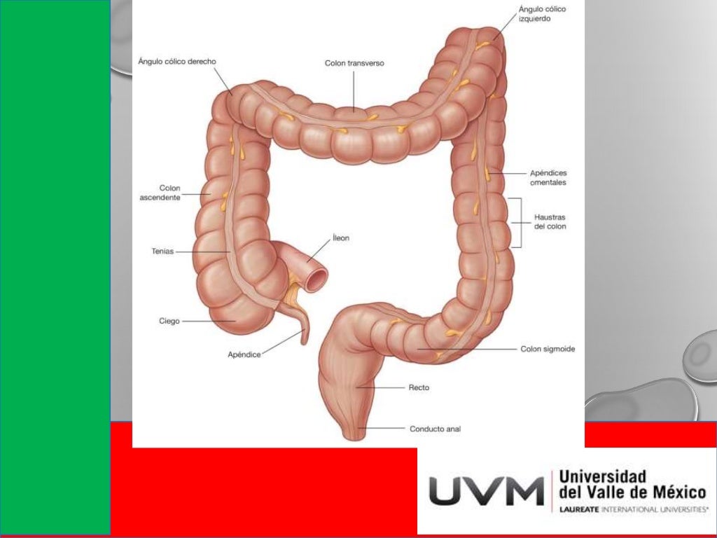Rectpo Colon, Recto Y Ano – DQJJN