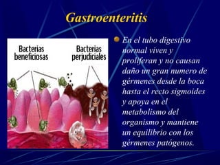 Gastroenteritis
En el tubo digestivo
normal viven y
proliferan y no causan
daño un gran numero de
gérmenes desde la boca
hasta el recto sigmoides
y apoya en el
metabolismo del
organismo y mantiene
un equilibrio con los
gérmenes patógenos.
 