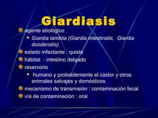 Giardiasis
agente etiológico
 Giardia lamblia (Giardia intestinalis, Giardia
duodenalis)
estado infectante : quiste
hábitat : intestino delgado
reservorio
 humano y probablemente el castor y otros
animales salvajes y domésticos
mecanismo de transmisión : contaminación fecal
vía de contaminación : oral
 