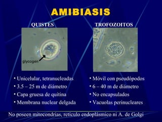 AMIBIASIS
• Unicelular, tetranucleadas
• 3.5 – 25 m de diámetro
• Capa gruesa de quitina
• Membrana nuclear delgada
• Móvil con pseudópodos
• 6 – 40 m de diámetro
• No encapsulados
• Vacuolas perinucleares
QUISTES TROFOZOITOS
No poseen mitocondrias, retículo endoplásmico ni A. de Golgi
 