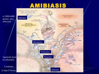 AMIBIASIS
Quistes
Metaquistes
Trofozoitos
Prequistes
Quistes
n=2000-4000
quistes para
infección
Aparición fecal
en infectados
2 semanas
(2 días-2 meses)
 