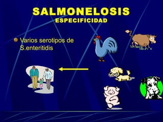 SALMONELOSIS
ESPECIFICIDAD
Varios serotipos de
S.enteritidis
 