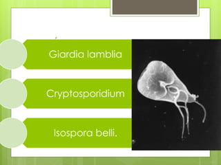 PARÁSITOS
Giardia lamblia
Cryptosporidium
Isospora belli.
 