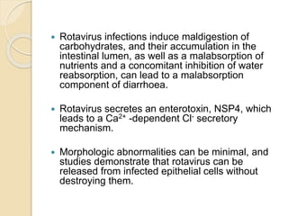  Rotavirus infections induce maldigestion of
carbohydrates, and their accumulation in the
intestinal lumen, as well as a malabsorption of
nutrients and a concomitant inhibition of water
reabsorption, can lead to a malabsorption
component of diarrhoea.
 Rotavirus secretes an enterotoxin, NSP4, which
leads to a Ca2+ -dependent Cl- secretory
mechanism.
 Morphologic abnormalities can be minimal, and
studies demonstrate that rotavirus can be
released from infected epithelial cells without
destroying them.
 