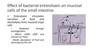 Effect of bacterial enterotoxin on mucosal
cells of the small intestine
• Enterotoxin stimulates
secretion of fluid and
electrolytes from mucosal crypt
cells
– Mediated through
prostaglandins
– Affects cAMP, GMP and
calcium ion flows
– Blocks absorption of fluid and
electrolye by the villi
 