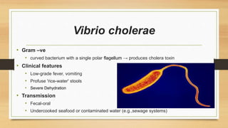 Vibrio cholerae
• Gram –ve
• curved bacterium with a single polar flagellum → produces cholera toxin
• Clinical features
• Low-grade fever, vomiting
• Profuse 'rice-water' stools
• Severe Dehydration
• Transmission
• Fecal-oral
• Undercooked seafood or contaminated water (e.g.,sewage systems)
 
