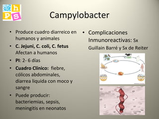 Campylobacter Produce cuadro diarreico en humanos y animales C. Jejuni, C. coli, C. fetus  Afectan a humanos PI : 2- 6 días Cuadro Clínico:  fiebre, cólicos abdominales, diarrea liquida con moco y sangre Puede producir: bacteriemias, sepsis, meningitis en neonatos Complicaciones Inmunoreactivas:  Sx Guillain Barré y Sx de Reiter   