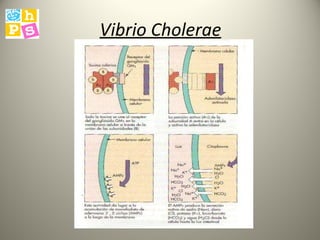 Vibrio Cholerae 
