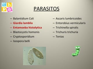 PARASITOS Balantidium Coli Giardia lamblia Entamoeba histolytica Blastocystis homonis Cryptosporidium Isospora belli Ascaris lumbricoides Entorobius vermicularis Trichinella spiralis Trichuris trichuria Tenias 