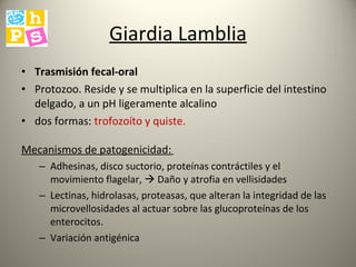 Giardia Lamblia Trasmisión fecal-oral Protozoo. Reside y se multiplica en la superficie del intestino delgado, a un pH ligeramente alcalino  dos formas:  trofozoíto y quiste. Mecanismos de patogenicidad:   Adhesinas, disco suctorio, proteínas contráctiles y el movimiento flagelar,    Daño y atrofia en vellisidades Lectinas, hidrolasas, proteasas, que alteran la integridad de las microvellosidades al actuar sobre las glucoproteínas de los enterocitos. Variación antigénica  