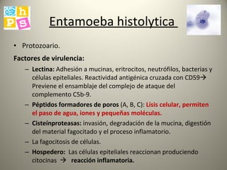 Entamoeba histolytica  Protozoario. Factores de virulencia:   Lectina:  Adhesión a mucinas, eritrocitos, neutrófilos, bacterias y células epiteliales. Reactividad antigénica cruzada con CD59   Previene el ensamblaje del complejo de ataque del complemento C5b-9.  Péptidos formadores de poros  (A, B, C):   Lisis celular, permiten el paso de agua, iones y pequeñas moléculas. Cisteínproteasas:  invasión, degradación de la mucina, digestión del material fagocitado y el proceso inflamatorio. La fagocitosis de células. Hospedero:   Las células epiteliales reaccionan produciendo citocinas     reacción inflamatoria.  