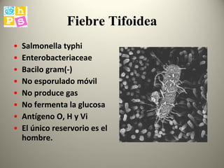 Fiebre Tifoidea Salmonella typhi Enterobacteriaceae Bacilo gram(-) No esporulado móvil No produce gas  No fermenta la glucosa Antígeno O, H y Vi El único reservorio es el hombre. 