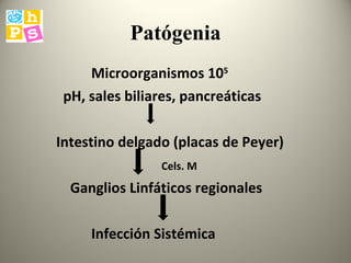 Patógenia Microorganismos 10 5 pH, sales biliares, pancreáticas Intestino delgado (placas de Peyer) Cels. M   Ganglios Linfáticos regionales Infección Sistémica  