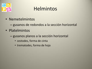 Helmintos  Nemetelmintos gusanos de redondos a la sección horizontal Platelmintos gusanos planos a la sección horizontal cestodes, forma de cinta trematodes, forma de hoja  