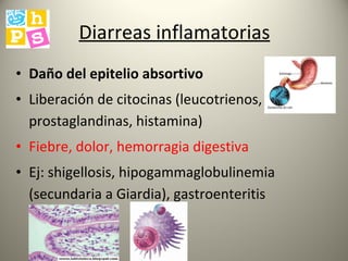 Diarreas inflamatorias Daño del epitelio absortivo Liberación de citocinas (leucotrienos, prostaglandinas, histamina) Fiebre, dolor, hemorragia digestiva Ej: shigellosis, hipogammaglobulinemia (secundaria a Giardia), gastroenteritis eosinofílica 
