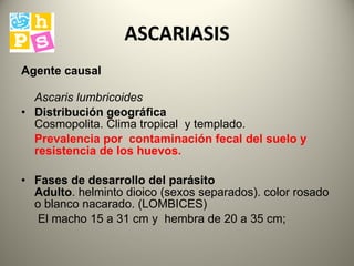 ASCARIASIS Agente causal   Ascaris lumbricoides   Distribución geográfica   Cosmopolita. Clima tropical  y templado.   Prevalencia  por  contaminación fecal del suelo y resistencia de los huevos.   Fases de desarrollo del parásito  Adulto . helminto dioico (sexos separados). color rosado o blanco nacarado. (LOMBICES)   El macho 15 a 31 cm y  hembra de 20 a 35 cm;   
