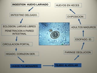 FARINGE DEGLUCION VASOS PULMONARES TEJIDO ALVEOLAR ESOFAGO. ID. HIGADO, CORAZON DER. CIRCULACION PORTAL ECLOSION, LARVAS LIBRES PENETRACION A PARED INTESTINAL IINTESTINO DELGADO. INGESTION  HUEVO LARVADO ADULTOS MADUROS OVIPOSICION HUEVOS EN HECES 