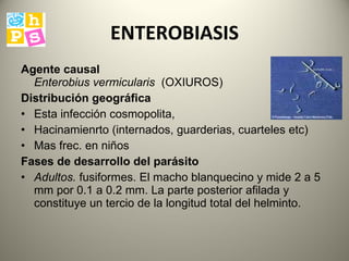 ENTEROBIASIS Agente causal   Enterobius vermicularis   (OXIUROS) Distribución geográfica   Esta infección cosmopolita,  Hacinamienrto (internados, guarderias, cuarteles etc) Mas frec. en niños  Fases de desarrollo del parásito   Adultos.  fusiformes. El macho blanquecino y mide 2 a 5 mm  por  0.1 a 0.2 mm. La parte posterior afilada y constituye un tercio de la longitud total del helminto.  