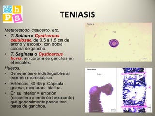 TENIASIS Metacéstodo, cisticerco, etc .  T.   Solium  o  Cysticercus   cellulosae ,  de 0.5 a 1.5 cm de ancho  y  escólex  con doble corona de gancho . T. Saginata   o  Cysticercus   bovis ,  sin corona de ganchos en el escólex.  Huevos.   S emejantes e indistinguibles al examen microscópico. Esféricos, 30-45   C ápsula gruesa, membrana hialina. En su interior = embrión (oncosfera o embrión hexacanto) que generalmente posee tres pares de ganchos.  