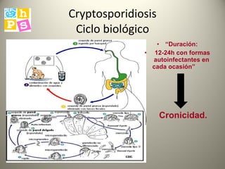 Cryptosporidiosis Ciclo biológico “ Duración: 12-24h  con  formas autoinfectantes en cada ocasión ”   Cronicidad. 