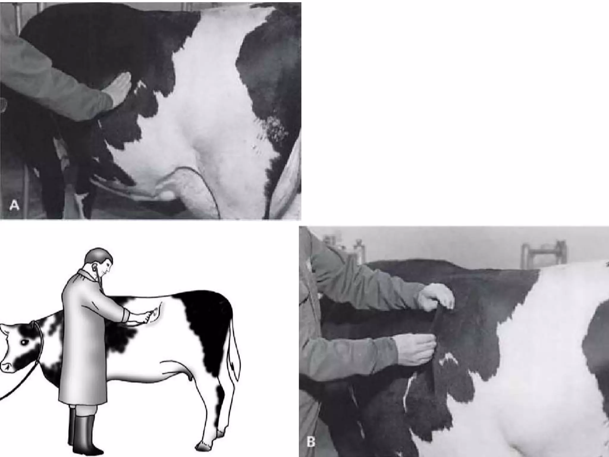 Bovine Rument Gastroenterological examination in ruminants | PPTX