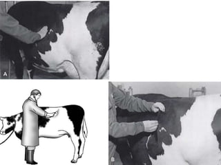 Gastroenterological examination in ruminants | PPTX