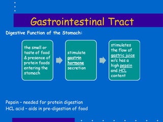 Gastrointestinal Tract Digestive Function of the Stomach: Pepsin – needed for protein digestion HCL acid – aids in pre-digestion of food 