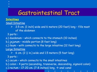Gastrointestinal Tract Intestines Small Intestine 2.5 cm. (1 inch) wide and 6 meters (20 feet) long – fills most of the abdomen 3 parts : a.) duodenum – which connects to the stomach (10 inches) b.) jejunum – middle portion (8 feet long) c.) ileum – with connects to the large intestine (12 feet long) Large Intestine 6 cm. (2 ½ in.) wide and 1.5 meters (5 feet long) 3 parts : a.) cecum – which connects to the small intestines b.) colon – 4 parts (ascending, transverse, descending, sigmoid colon) c.) rectum – 17-20 cm. (7-8 inches) long,    anal canal 