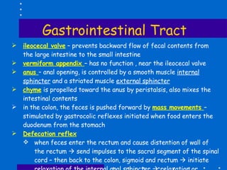 Gastrointestinal Tract ileocecal valve  – prevents backward flow of fecal contents from the large intestine to the small intestine vermiform appendix  – has no function , near the ileocecal valve anus  – anal opening, is controlled by a smooth muscle  internal sphincter  and a striated muscle  external sphincter chyme  is propelled toward the anus by peristalsis, also mixes the intestinal contents in the colon, the feces is pushed forward by  mass movements  – stimulated by gastrocolic reflexes initiated when food enters the duodenum from the stomach Defecation reflex when feces enter the rectum and cause distention of wall of the rectum    send impulses to the sacral segment of the spinal cord – then back to the colon, sigmoid and rectum    initiate relaxation of the internal anal sphincter    relaxation or contraction of external anal sphincter ( voluntary control ) 
