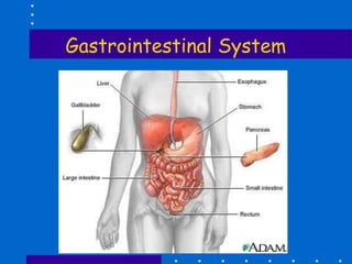 Gastrointestinal System
 