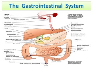 The Gastrointestinal System
 