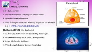 PARIETAL CELLS (Oxyntic Cells)
➢Are Epithelial Cells
➢ Secrete Hydrochloric Acid (Hcl) And Intrinsic Factor.
➢Located In The Gastric Glands
➢Found In Lining Of The Fundus And Body Regions Of The Stomach.
LINK → HTTPS://YOUTU.BE/ZADJ0K0WAFY
BILE CANALICULUS (Bile Capillaries)
➢Is A Thin Tube That Collects Bile Secreted By Hepatocytes.
➢Bile Canaliculi Empty Into A Series Of Progressively
➢ Larger Bile Ductules And Ducts,
➢Which Eventually Become Common Hepatic Duct
 
